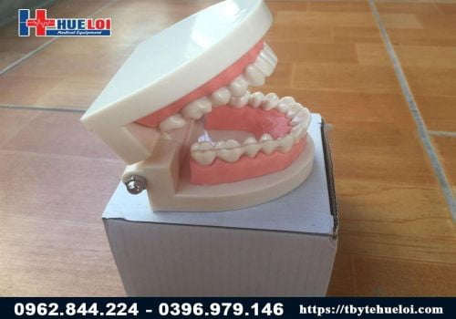 Mô hình hàm răng người