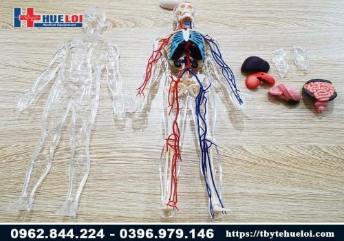 Mô hình giải phẫu cơ thể người 4D