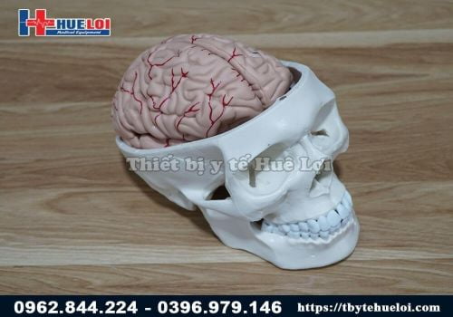 Mô hình giải phẫu hộp sọ và não bóc tách được các chi tiết