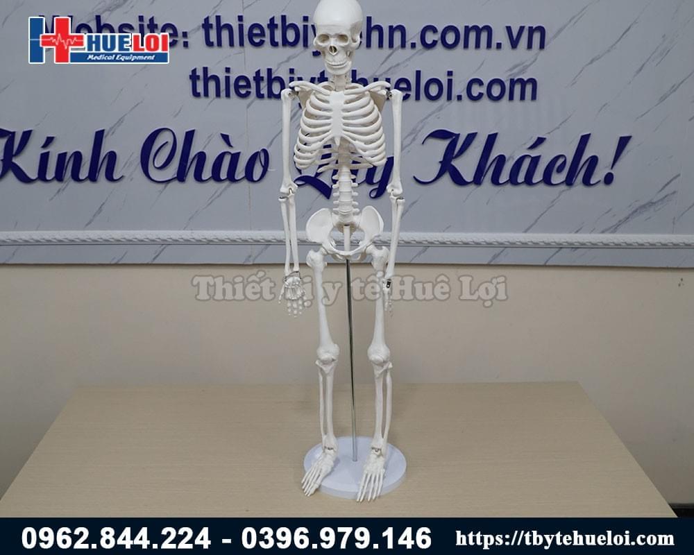 mô hình xương để bàn
