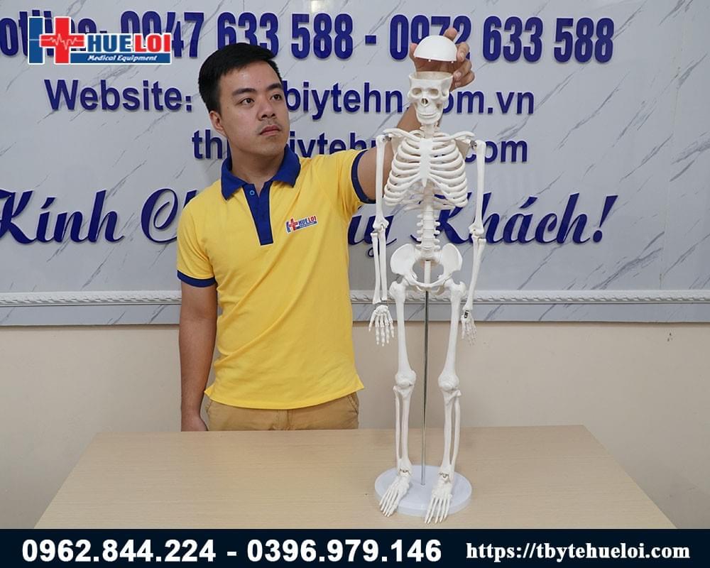 mô hình xương cơ thể