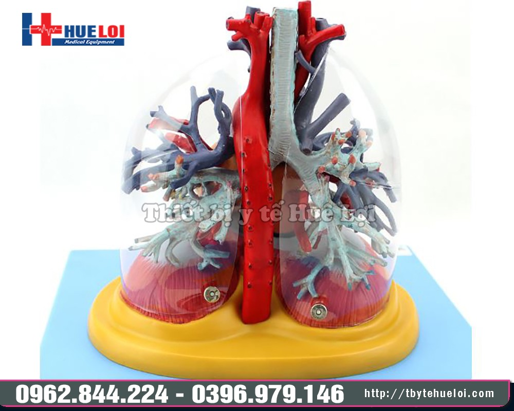 Mô hình mạch máu chi tiết của tim phổi