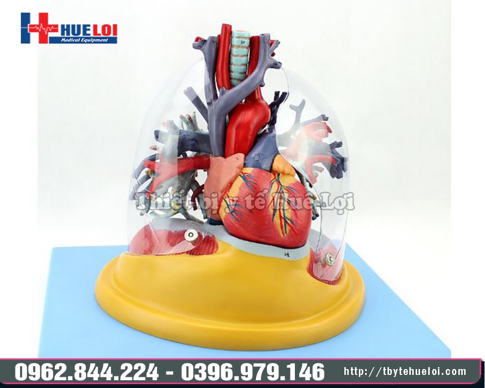 mô hình tim phổi và mạch máu