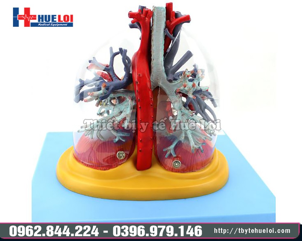 mô hình tim phổi