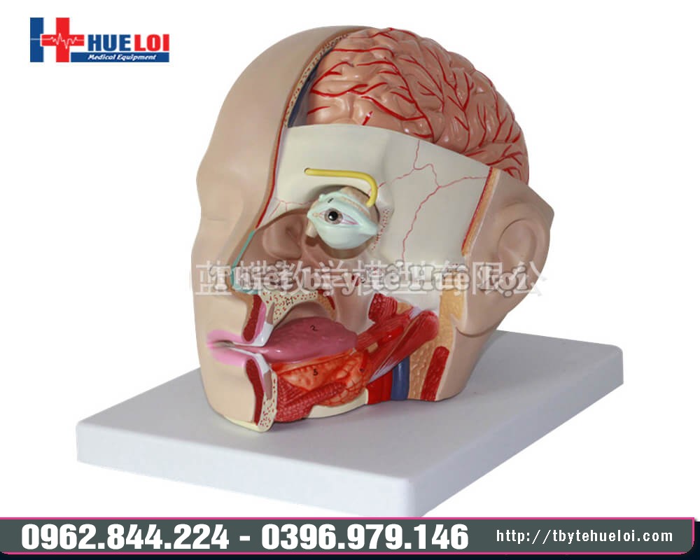 mô hình giải phẫu đầu mặt bóc tách