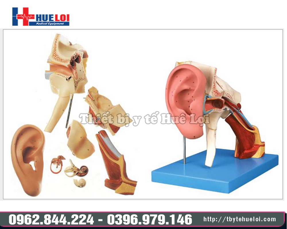 giải phẫu tai ngoài