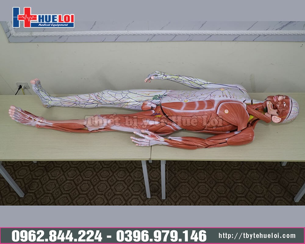 Mô hình giải phẫu cơ thể người 170cm
