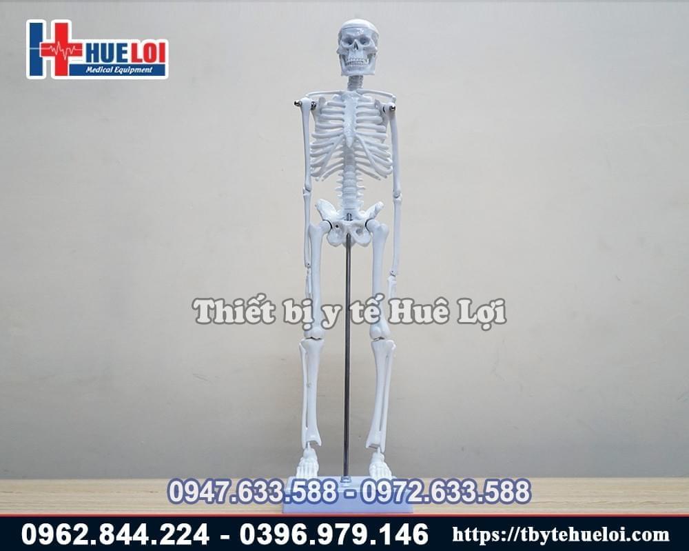 Mô hình giải phẫu hệ xương người 45cm