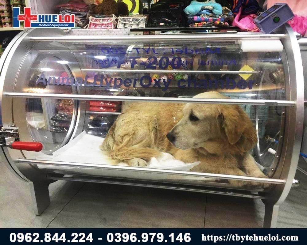 máy oxy cao áp cho thú cưng