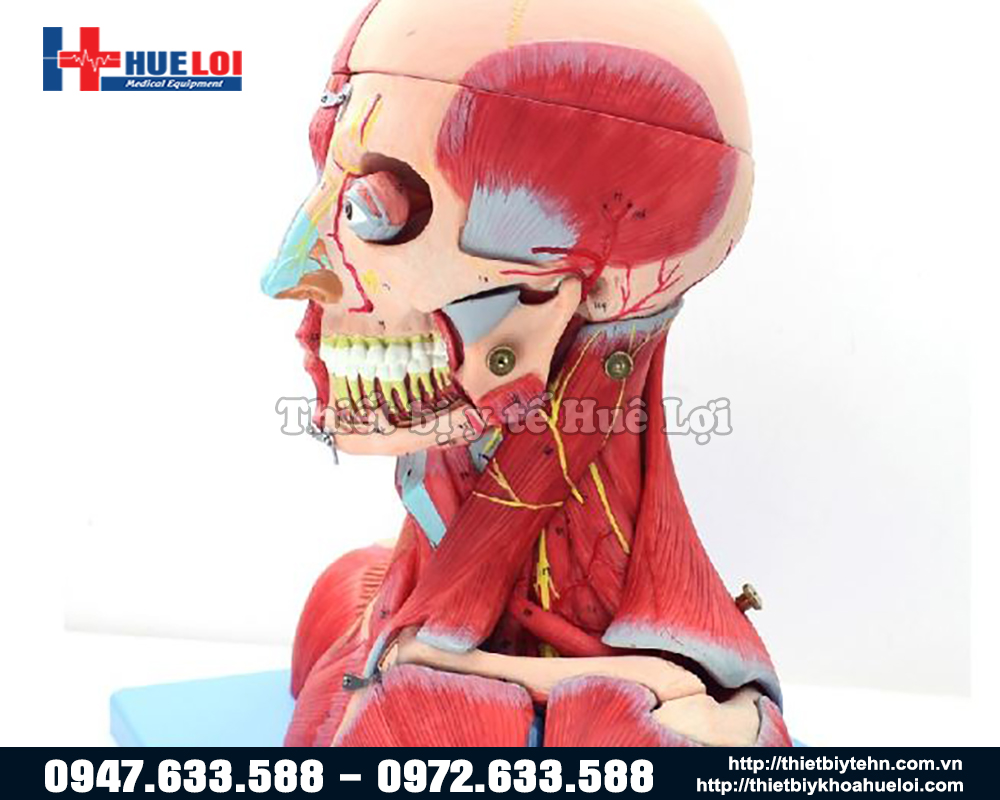 mô hình giải phẫu đầu người