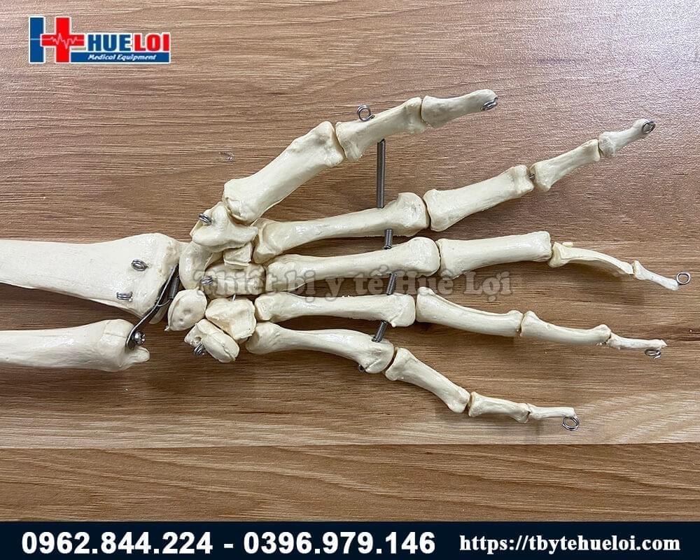mô hình xương chi trên 75cm 