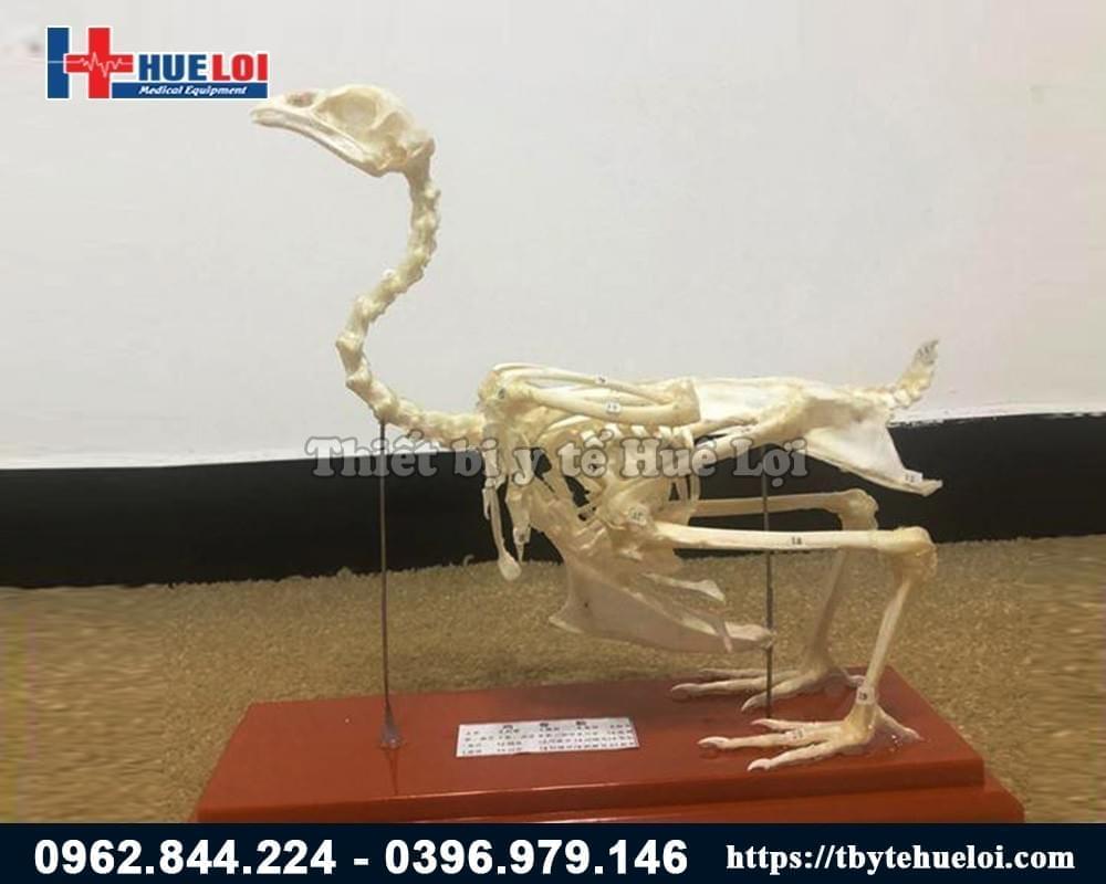 mô hình giải phẫu xương gà